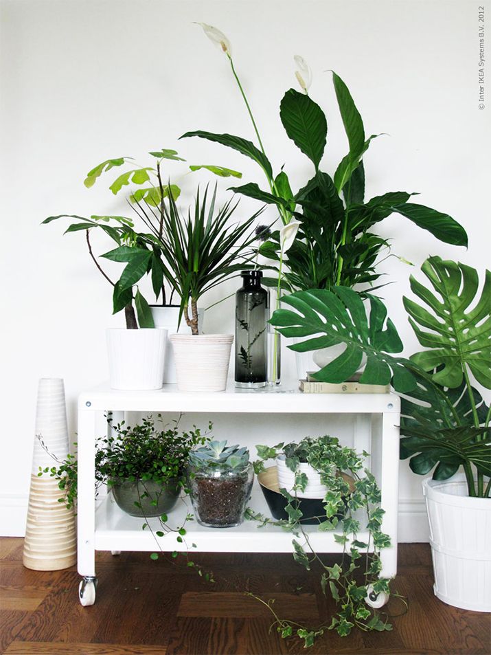 plants-home-decor-1